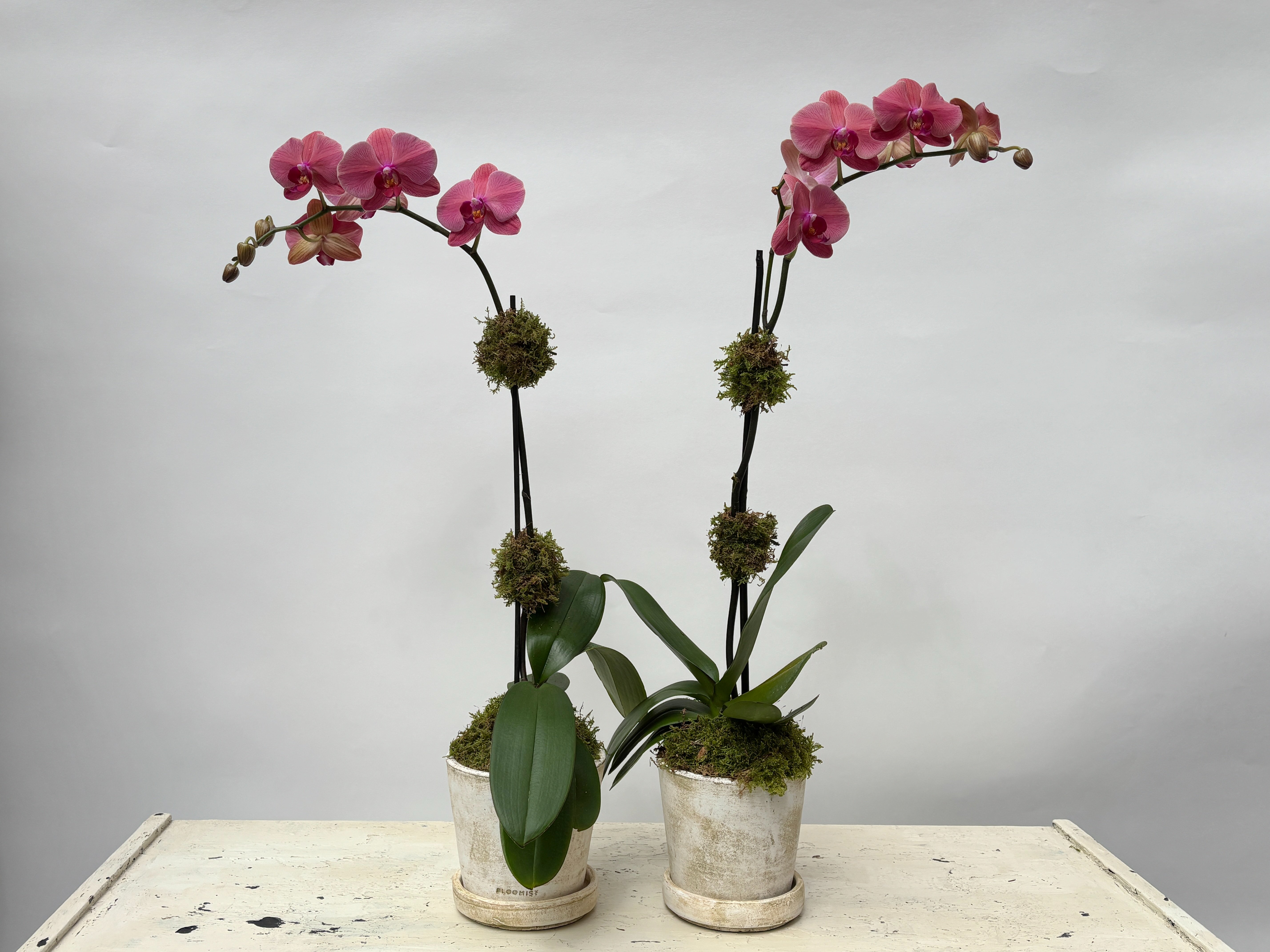 Rosie Orchid