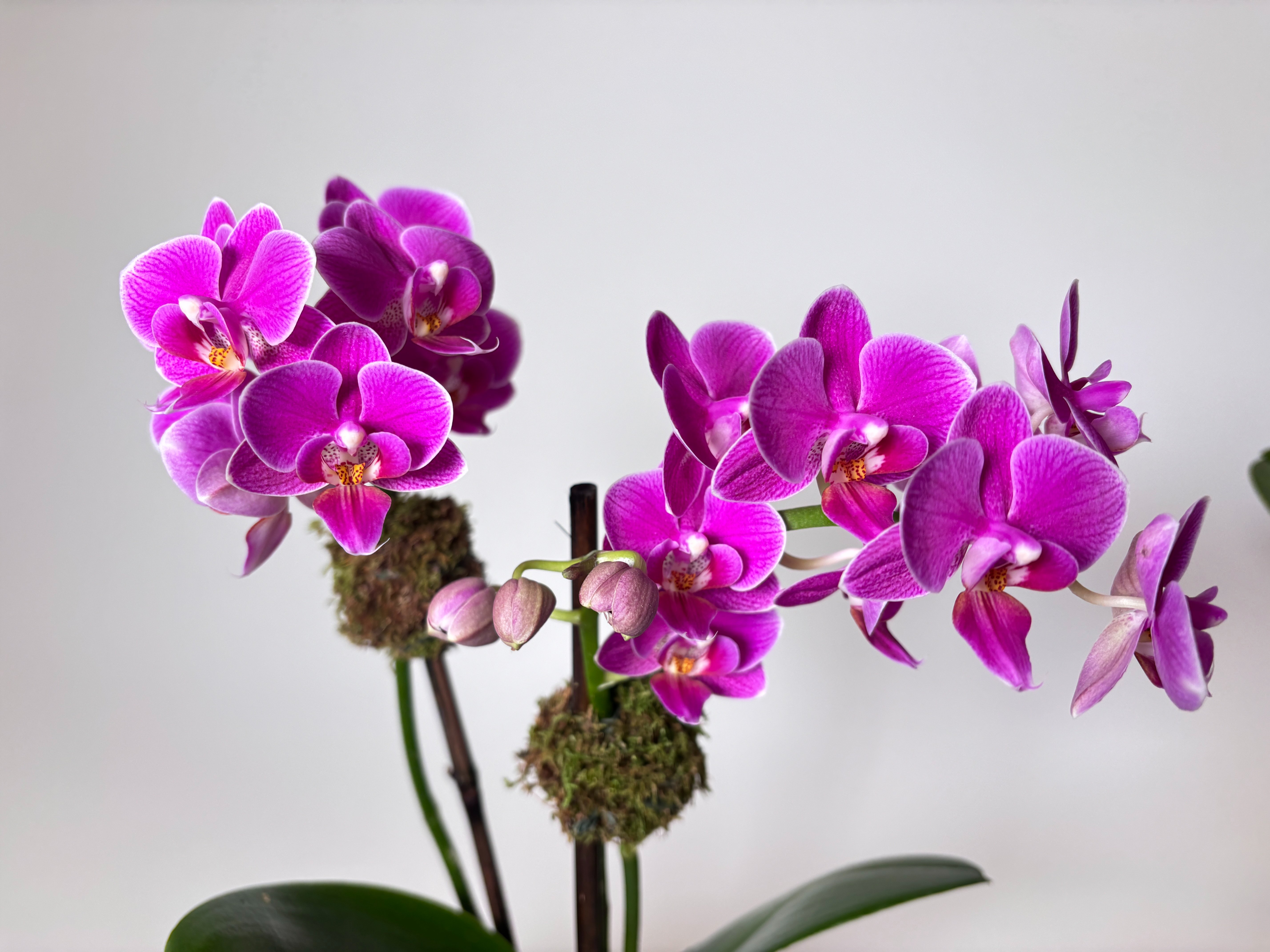 Mini Fuschia Orchid  Alternative Image