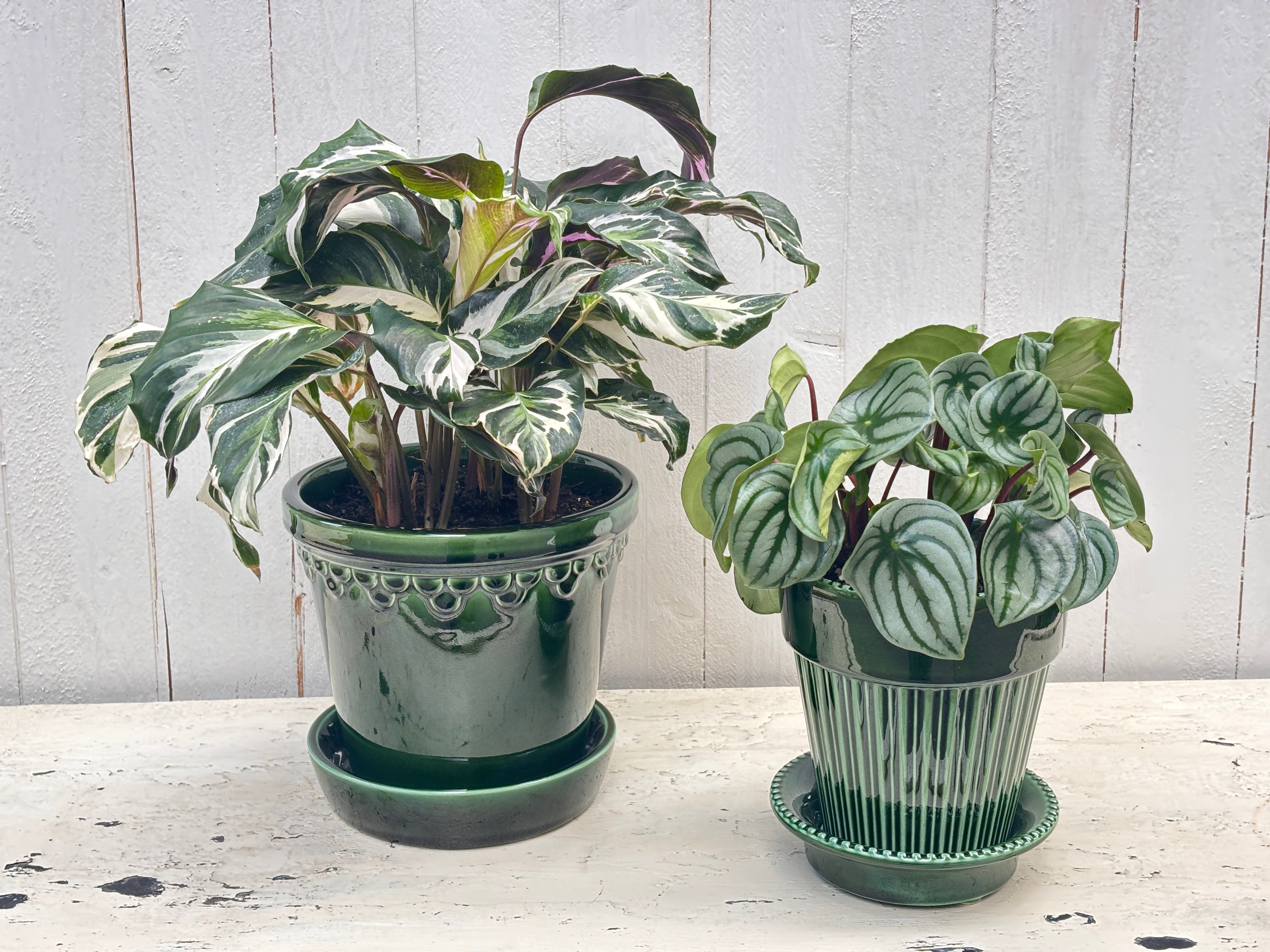 Calathea and Peperomia plants