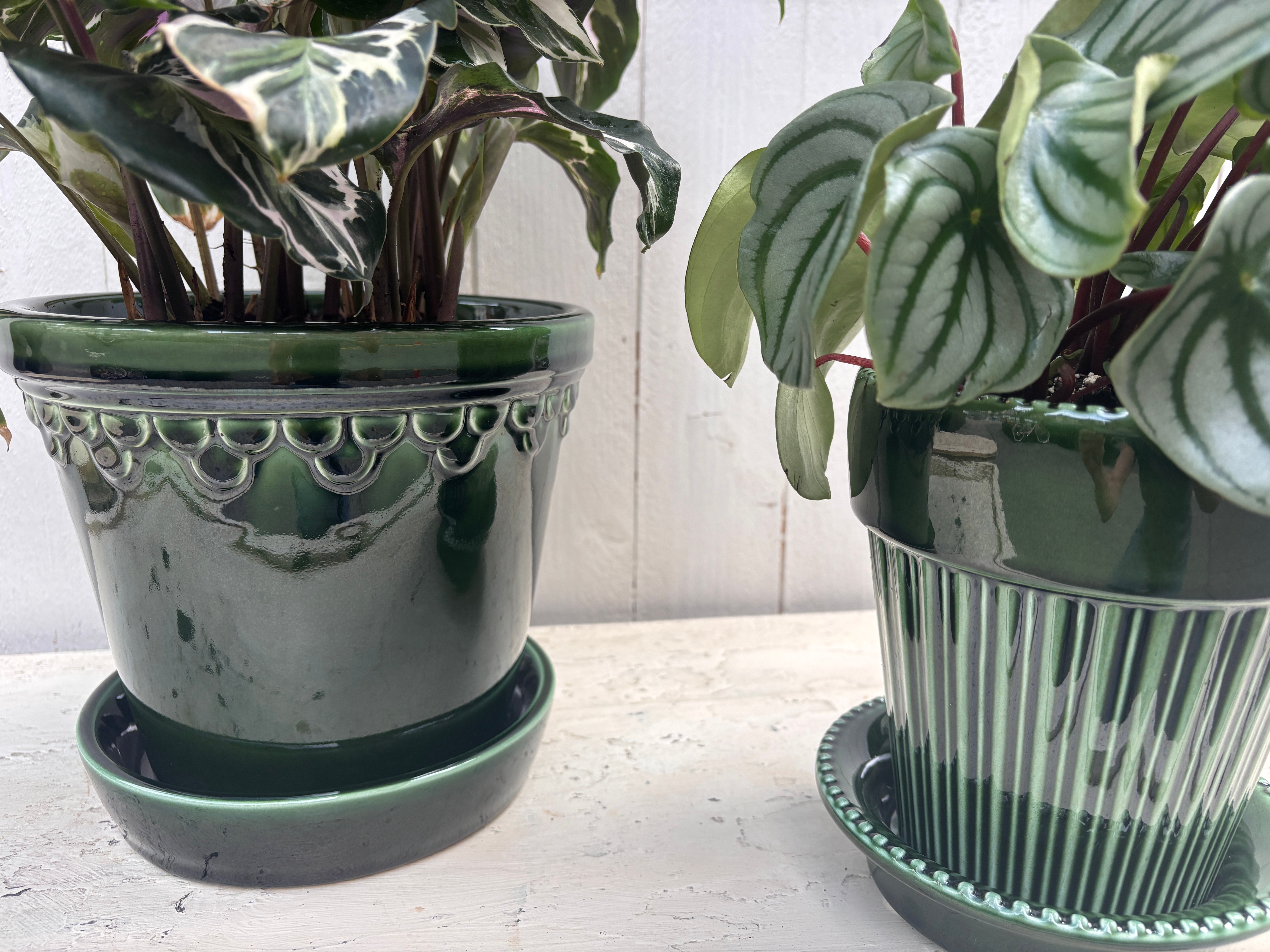 Calathea and Peperomia plants Alternative Image