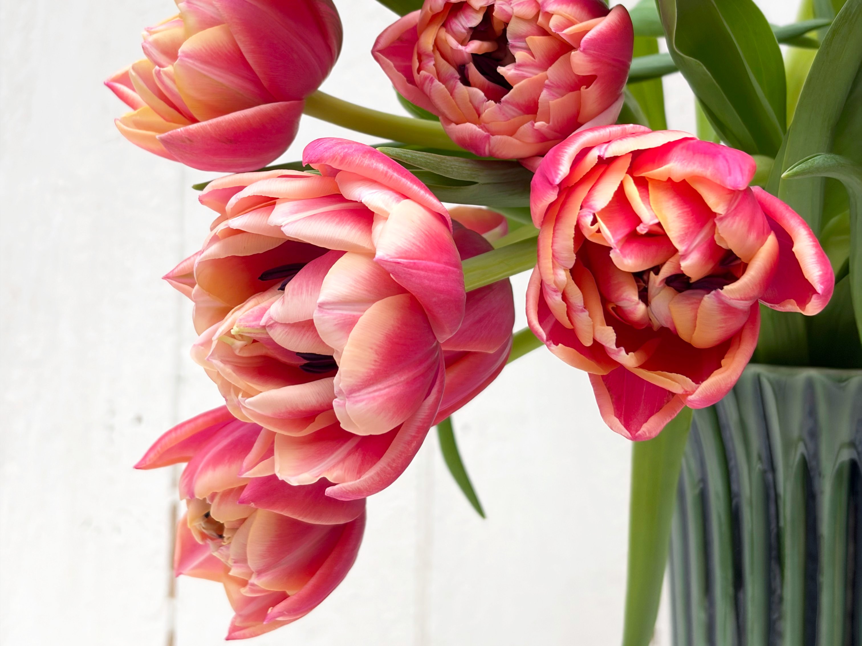 Giverny Tulips Alternative Image