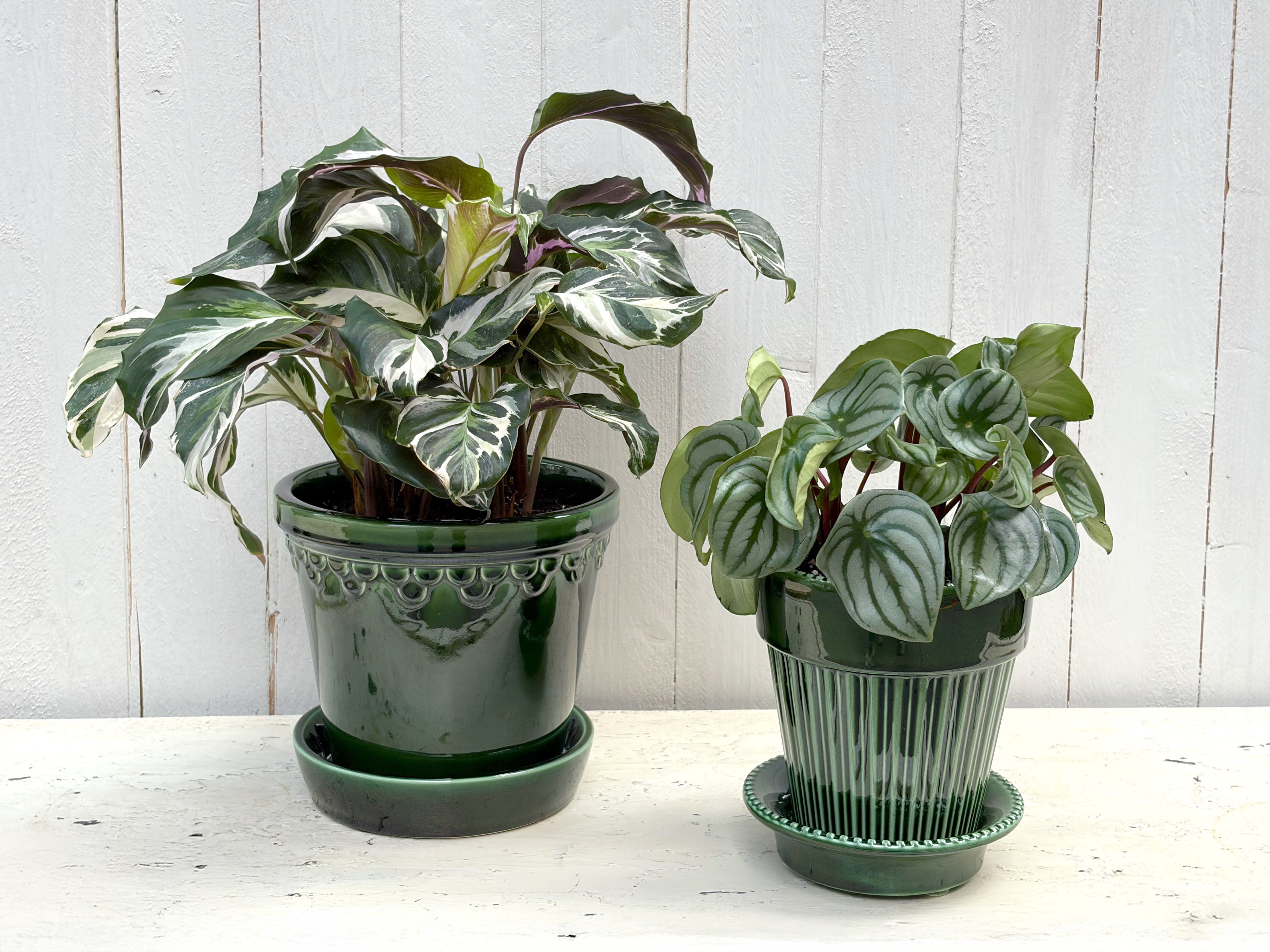 Calathea and Peperomia plants