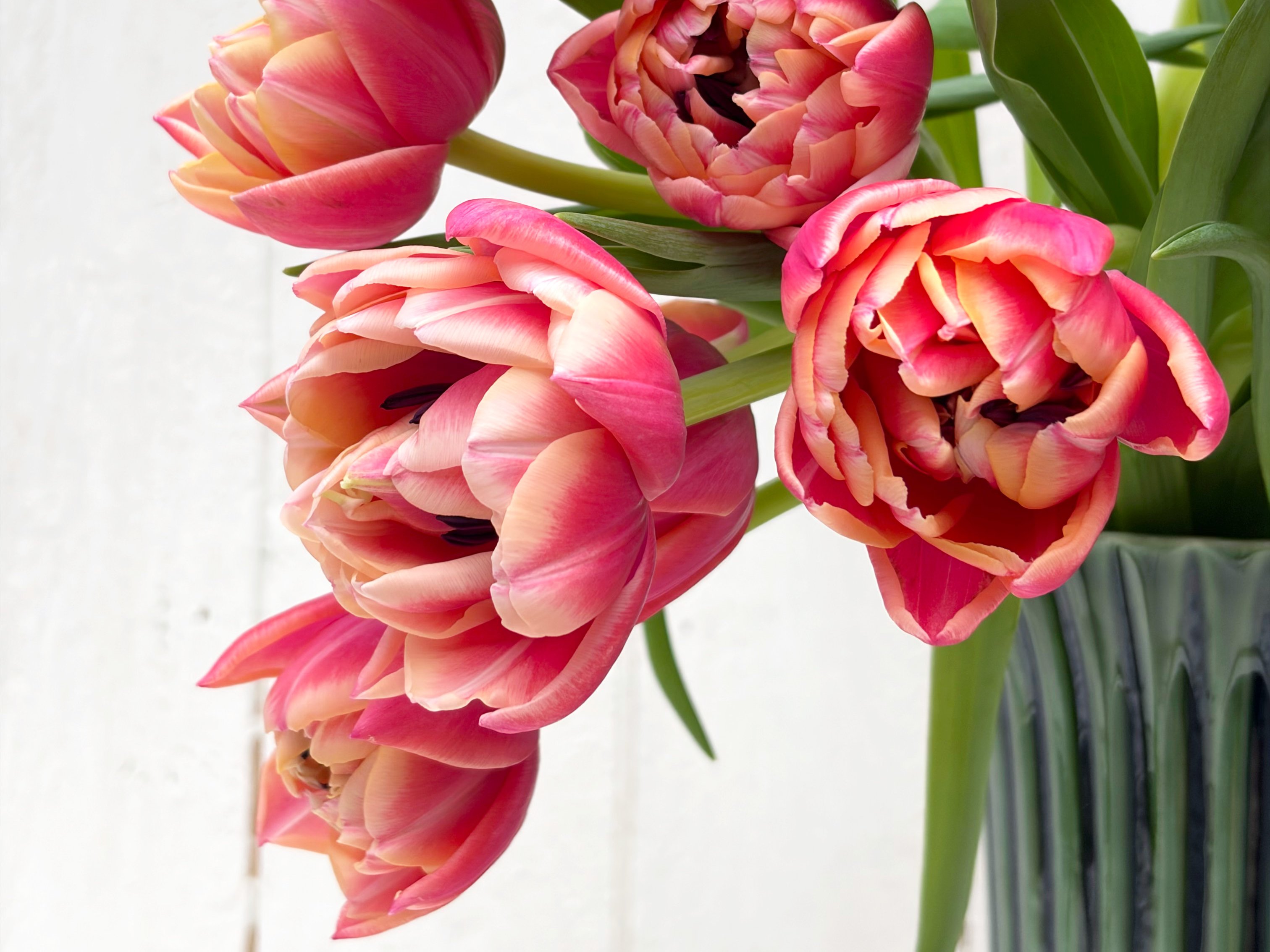 Giverny Tulips Alternative Image