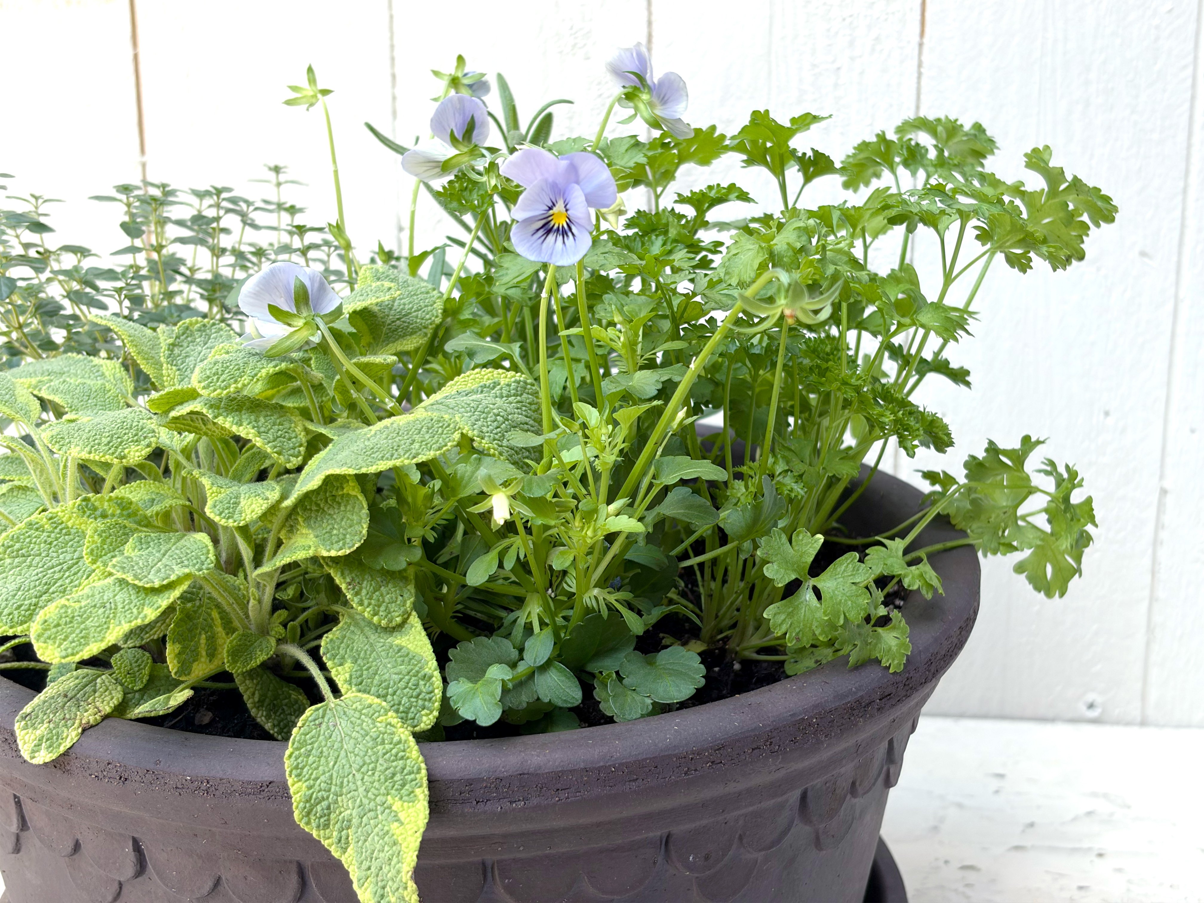 Kitchen Potager Herb Garden  Alternative Image