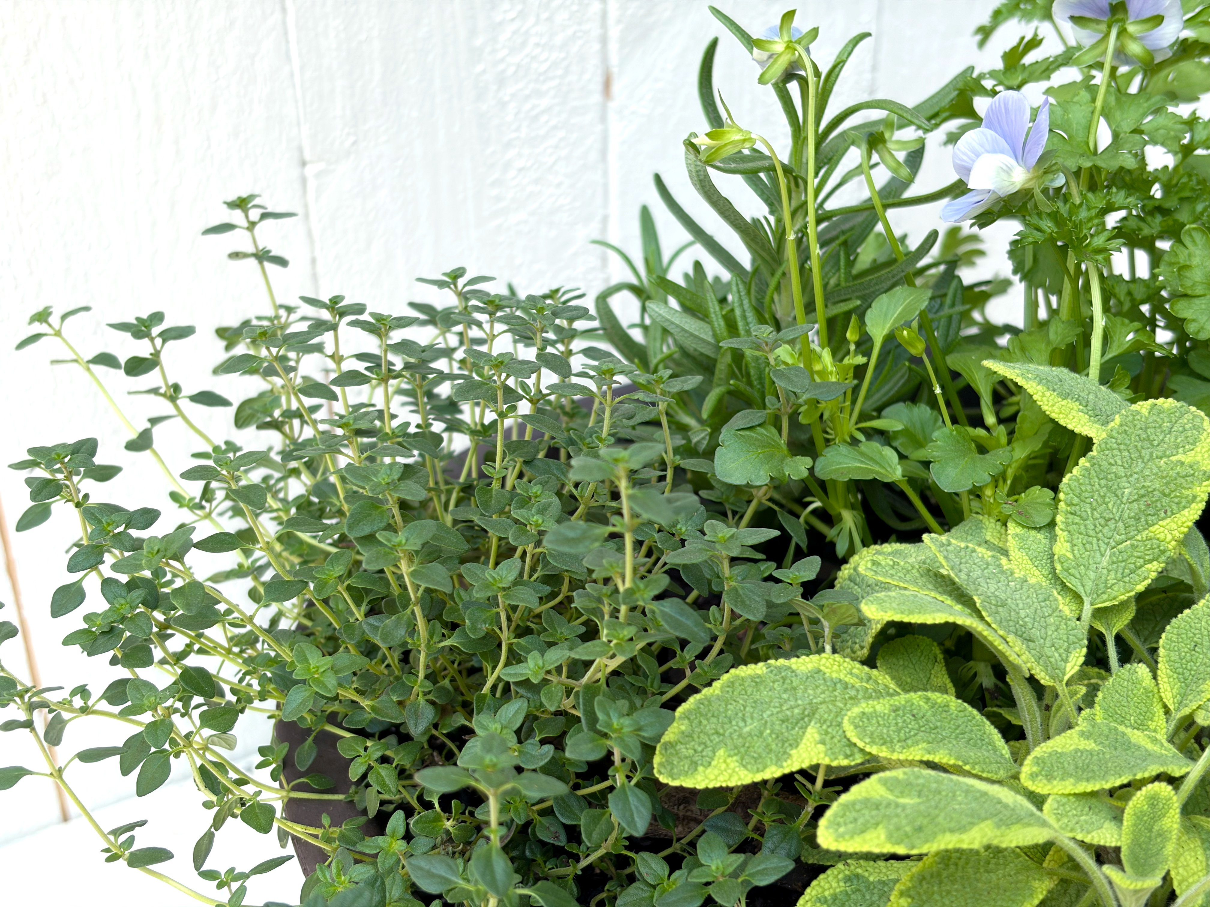 Kitchen Potager Herb Garden  Alternative Image