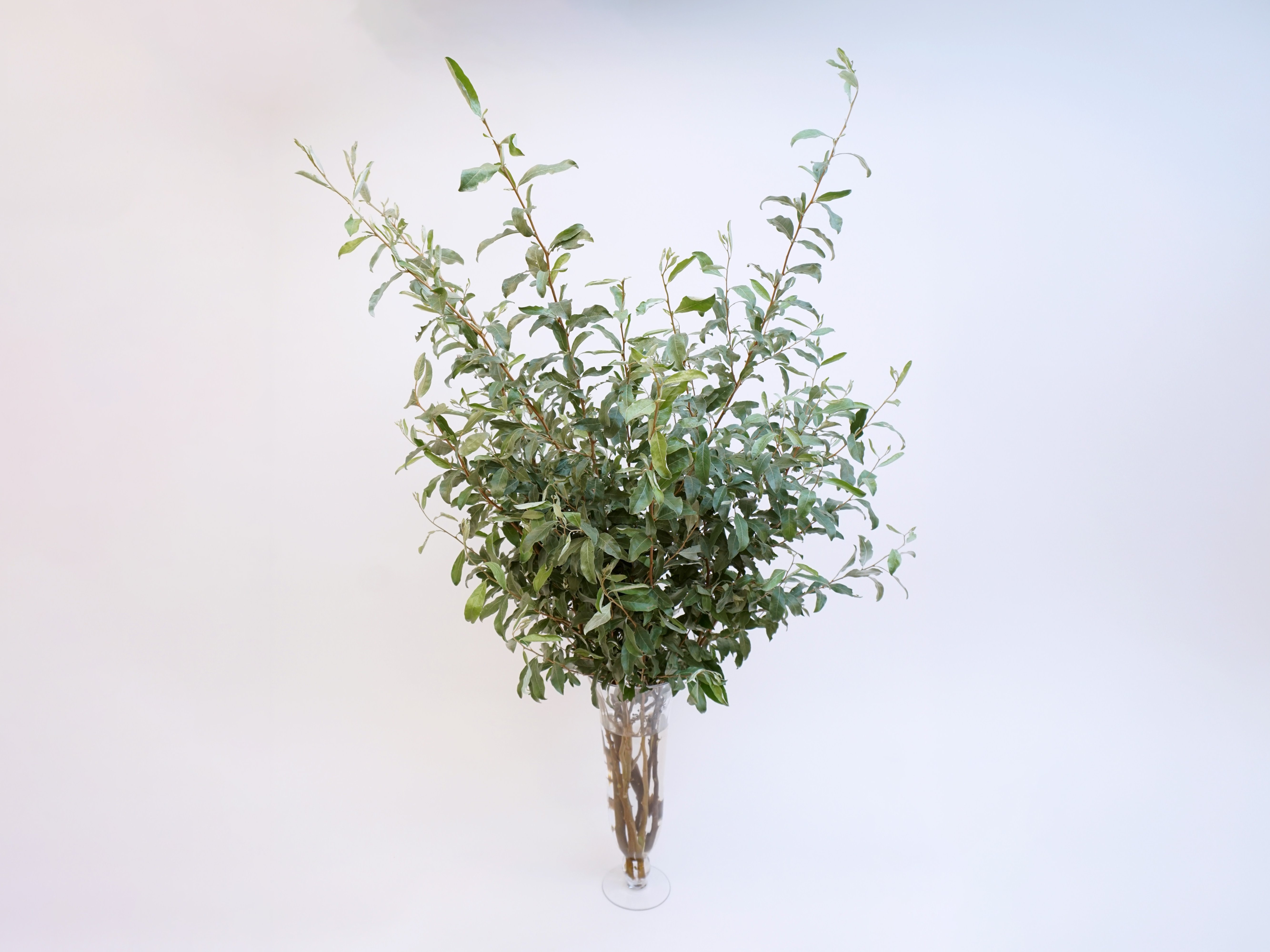 Wild Olive Branches