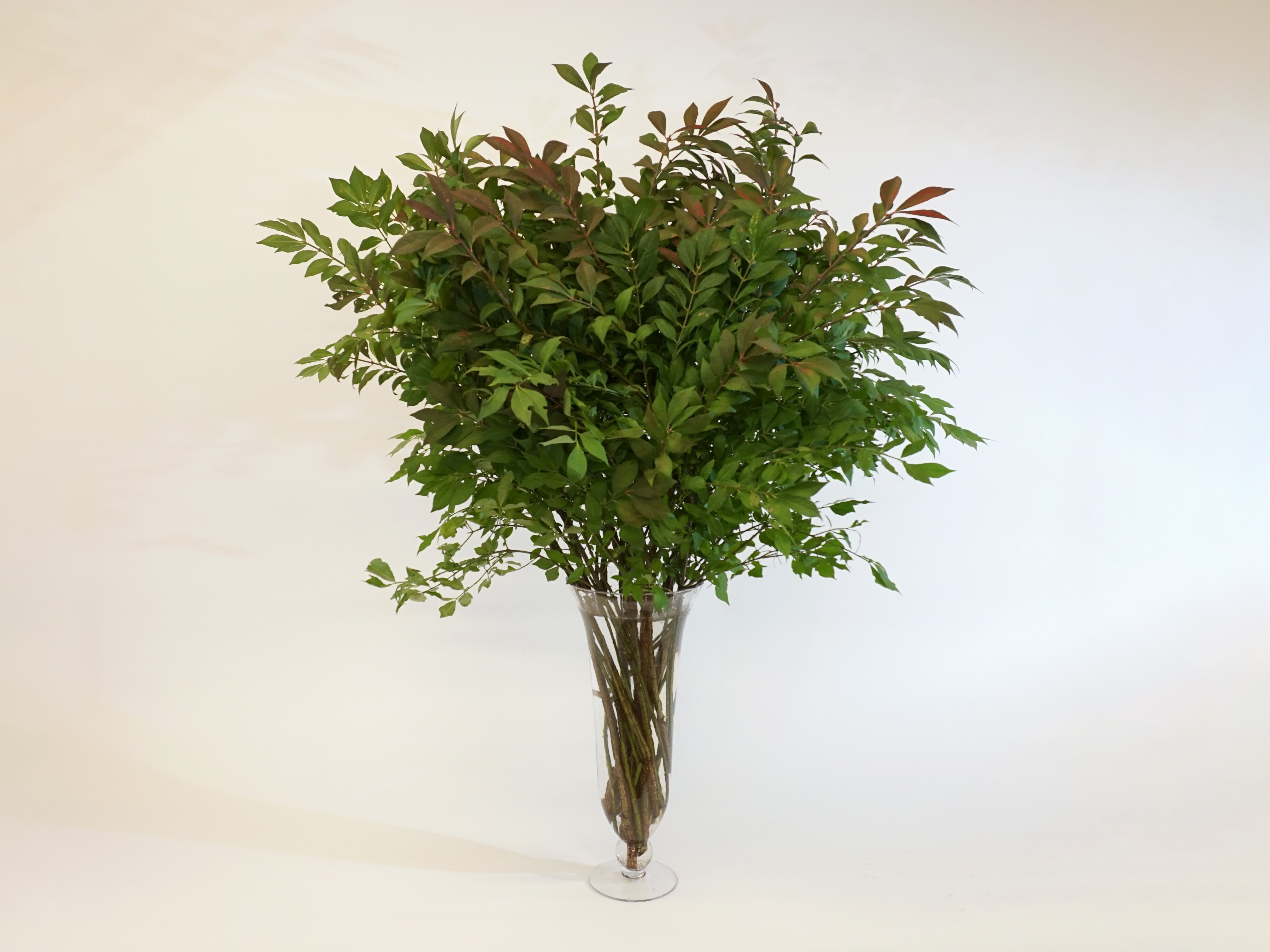 Burning Bush Branches