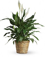 Simply Elegant Spathiphyllum (Peace Lily) - Medium