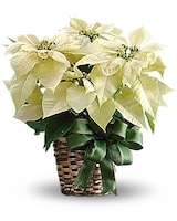 White Poinsettia