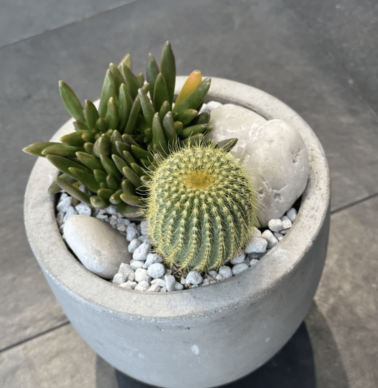 Plants