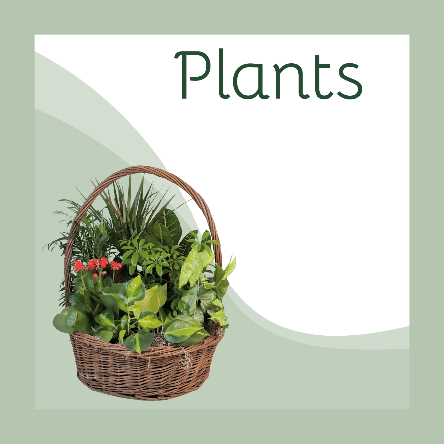 Plants