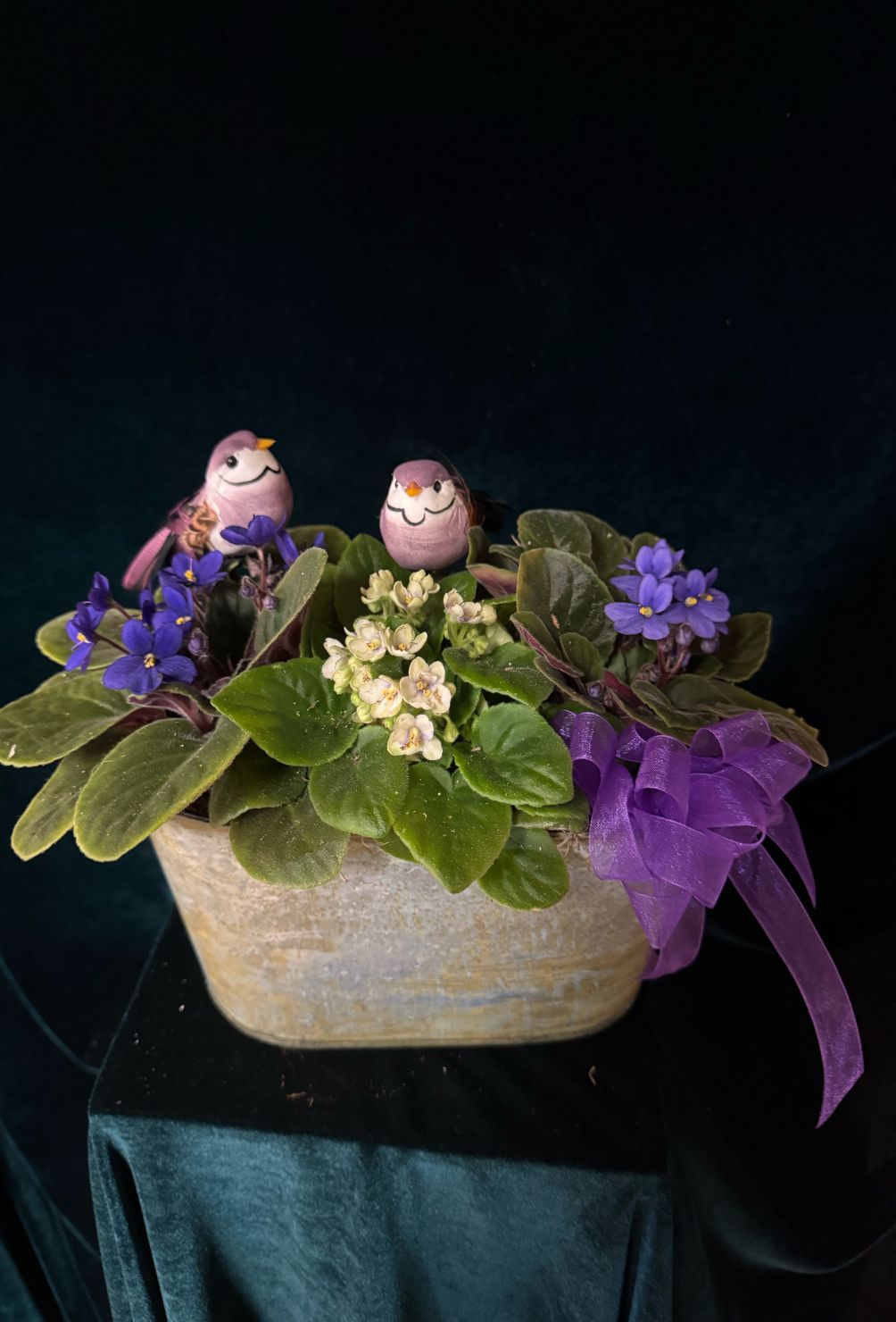 African violets 