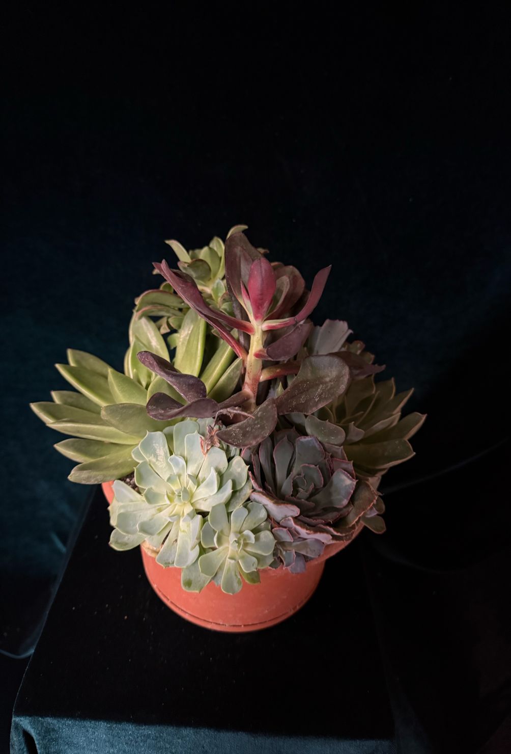 succulent garden 