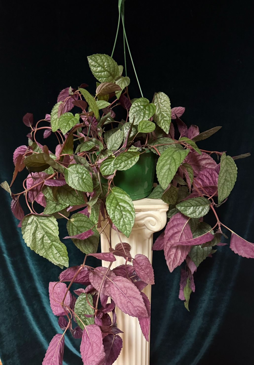 waffle hanging basket