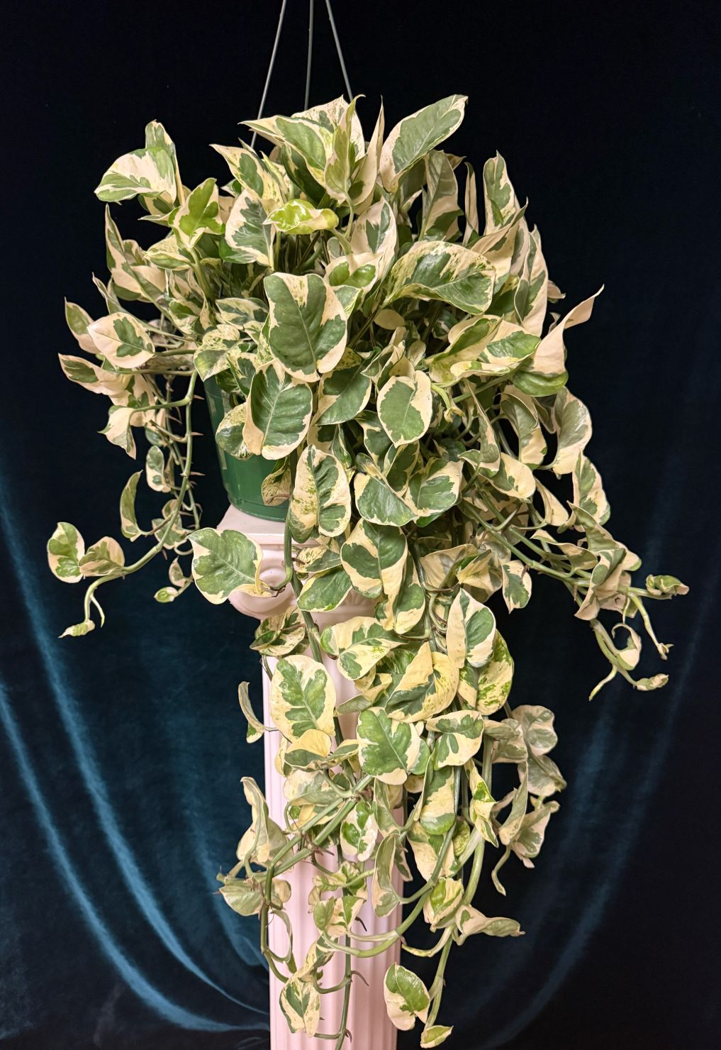 Enjoy variegated pothos hanging basket 
