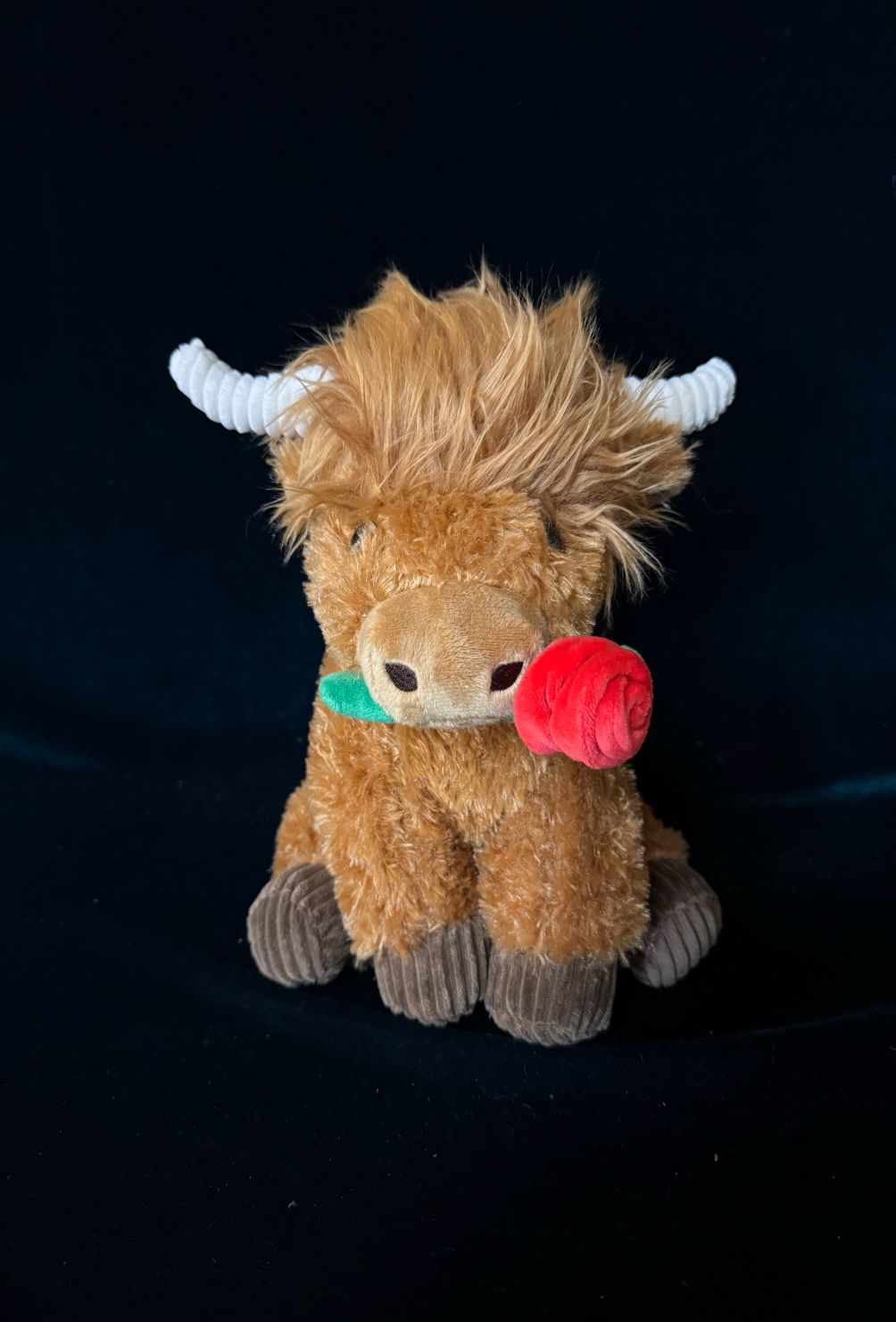 Highland Cow 