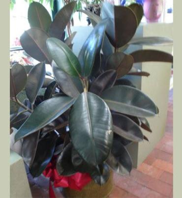 Ficus elastica - Rubber Plant - IMAGE SHOWN IS THE DELUXE PRICE