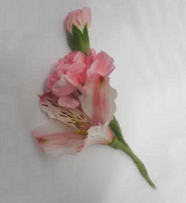 Light Pink Mini Carnation & Alstromeria