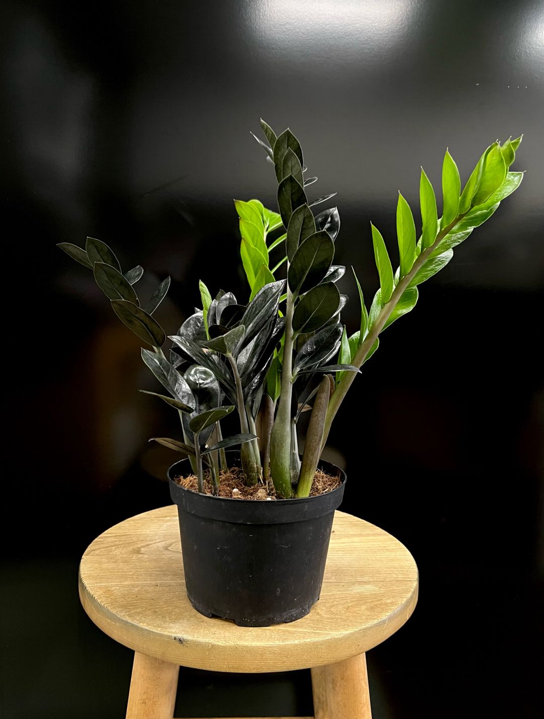 “Black Raven” ZZ Plant