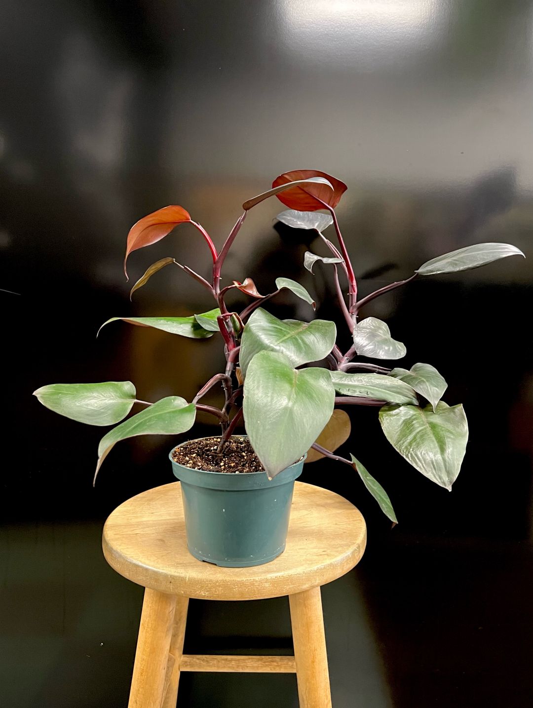 “Black Cardinal” Philodendron
