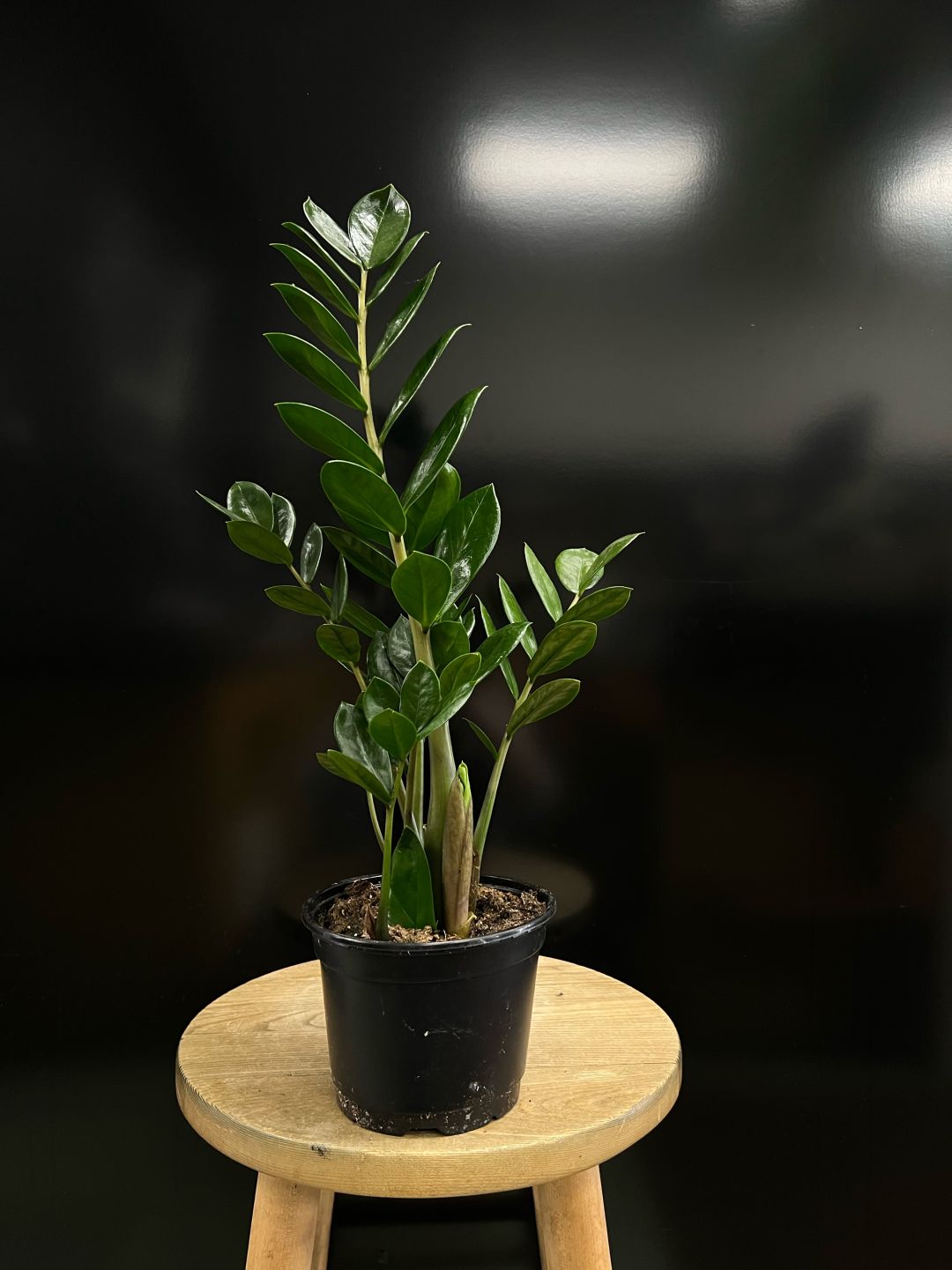 ZZ Plant