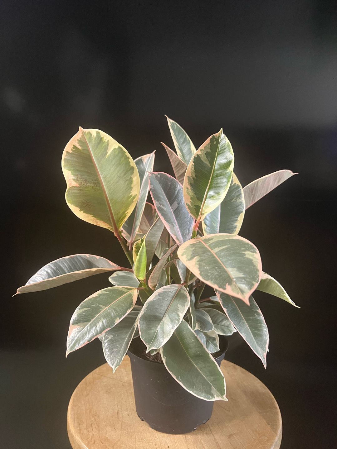 Variegated Rubber Plant