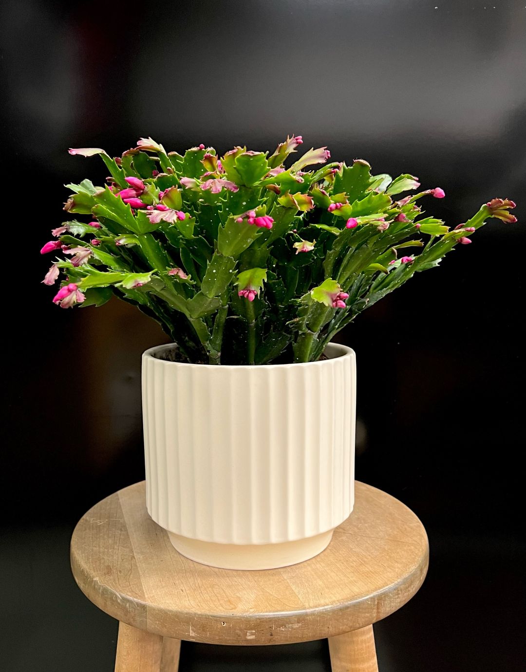 Christmas Cactus - Premium
