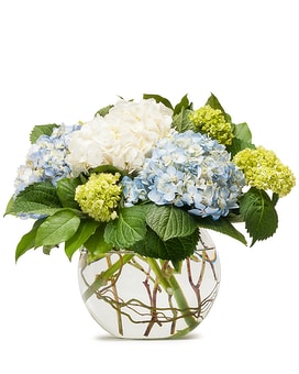 Mighty Hydrangea