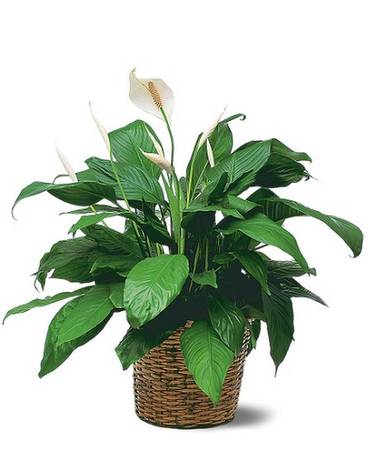 Medium Spathiphyllum Plant
