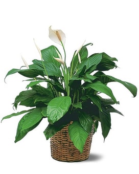 Medium Spathiphyllum Plant