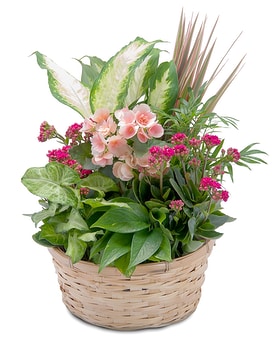 Lush Dish Garden