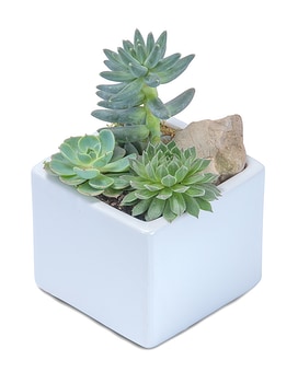 Mini Stunning Succulent