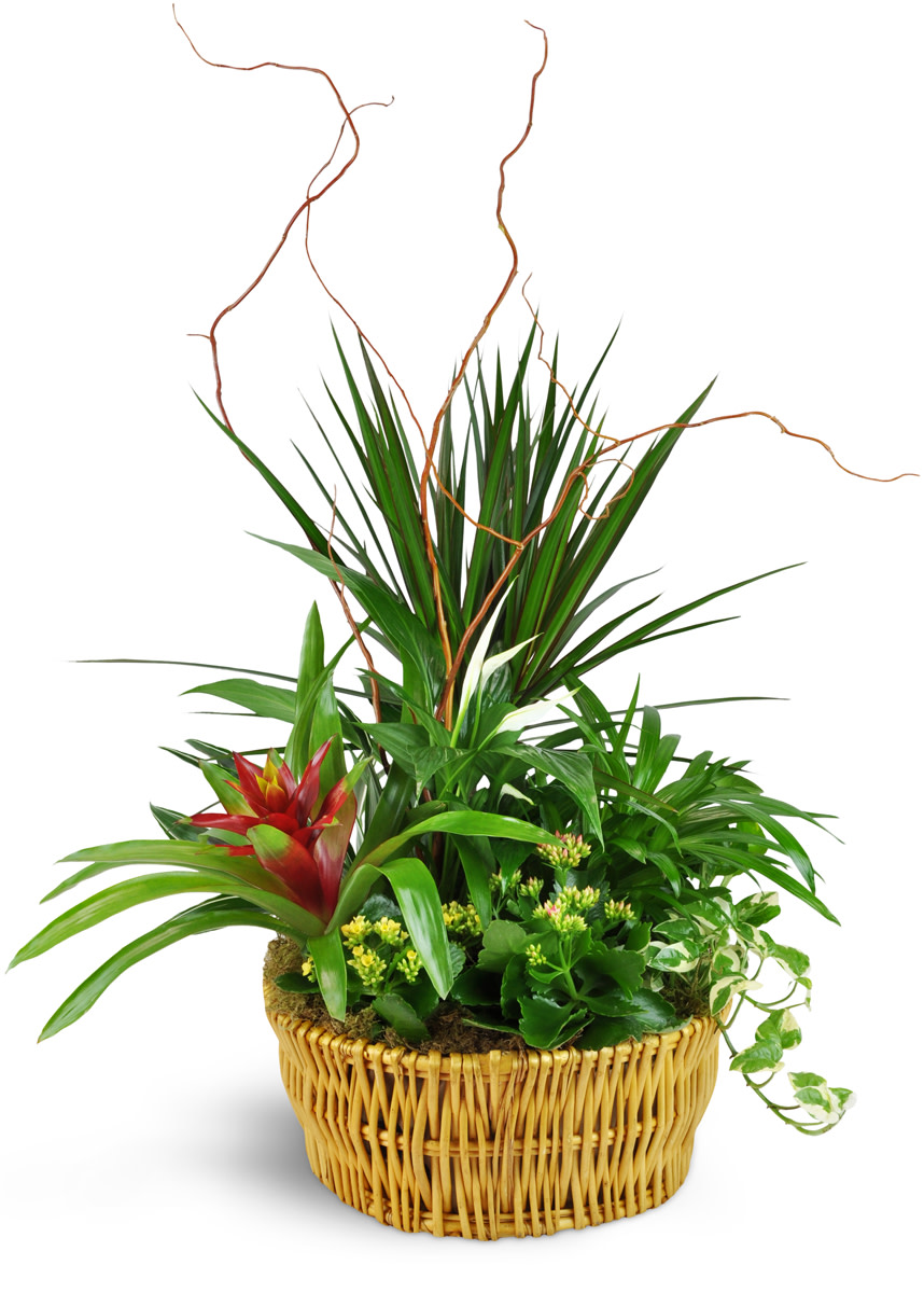 Classic Dish Garden