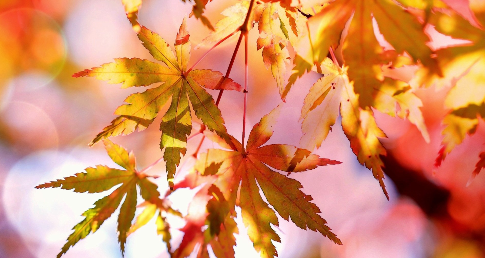 Embrace Autumn with Fall Flowers from Petalos Floral