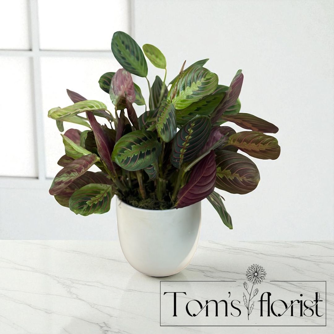 Red Maranta Prayer Plant