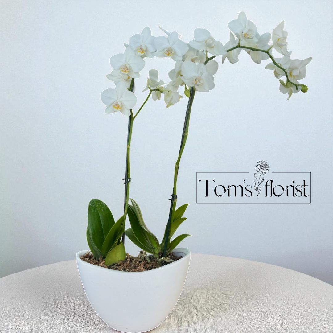 Double White Orchid Plant
