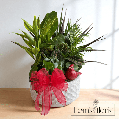 Plants and Gifts