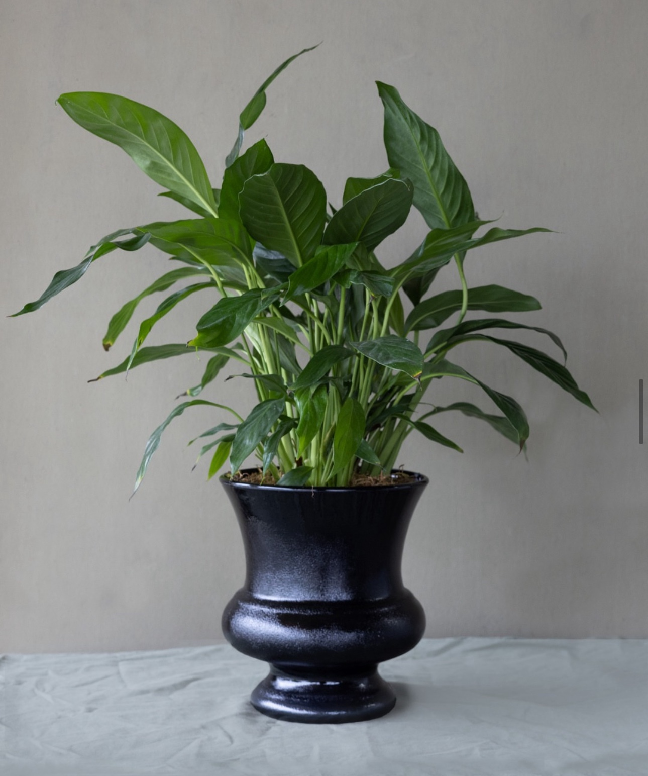 Peace Lily Plant