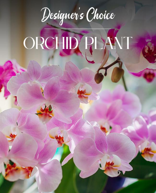 Orchid Plants
