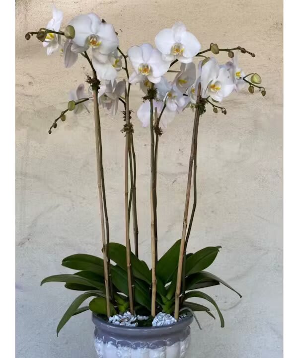 ORCHID TRIO PLANT