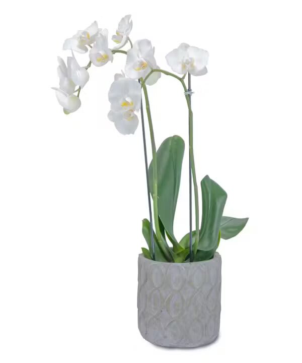 WHITE ELEGANCE ORCHID