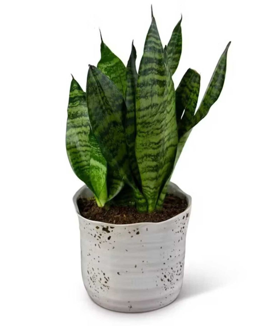 Snake Plant