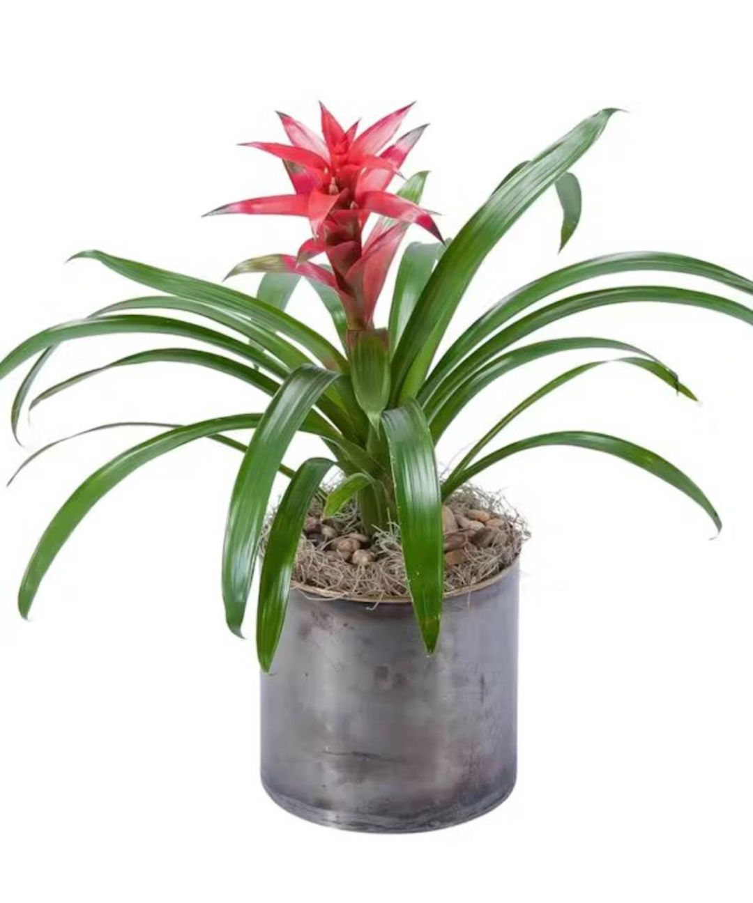 Bromeliad