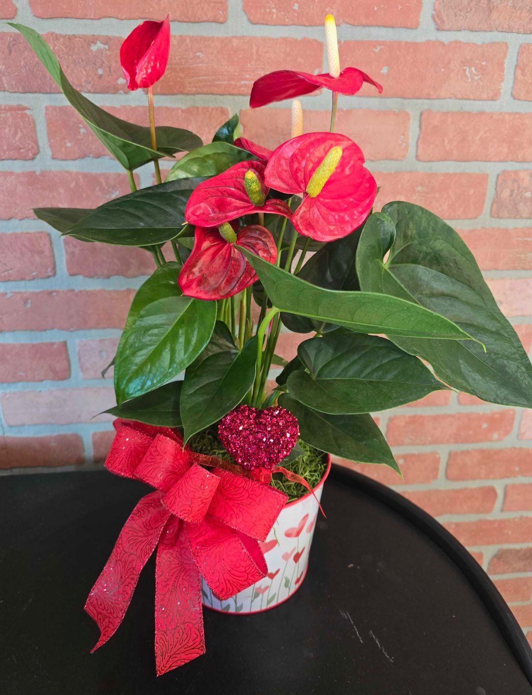 Anthurium Plant