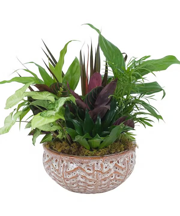 CERAMIC DISH GARDEN
