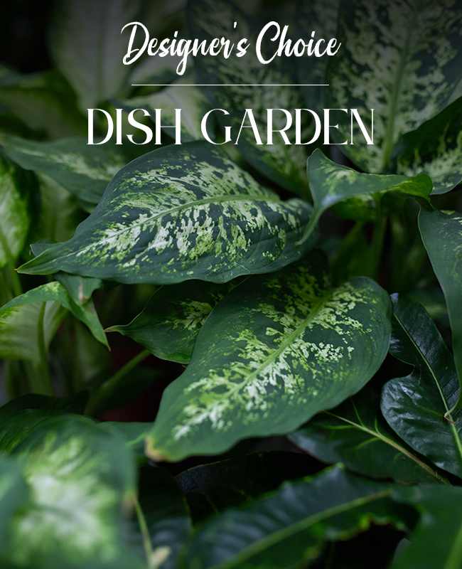DISH GARDEN