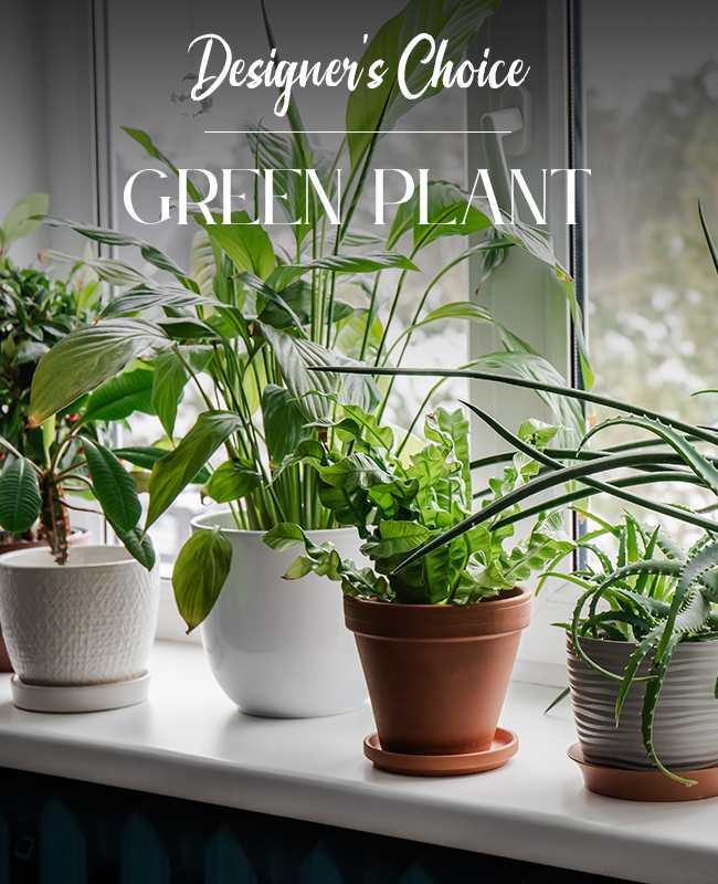 GREEN PLANT
