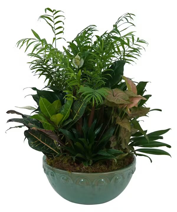 LARGE DISH GARDEN