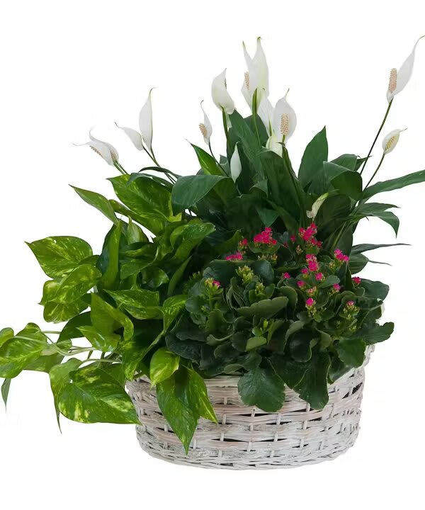 LIVING GARDEN PLANT BASKET