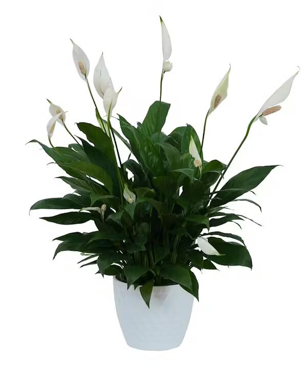 PEACE LILY PLANT
